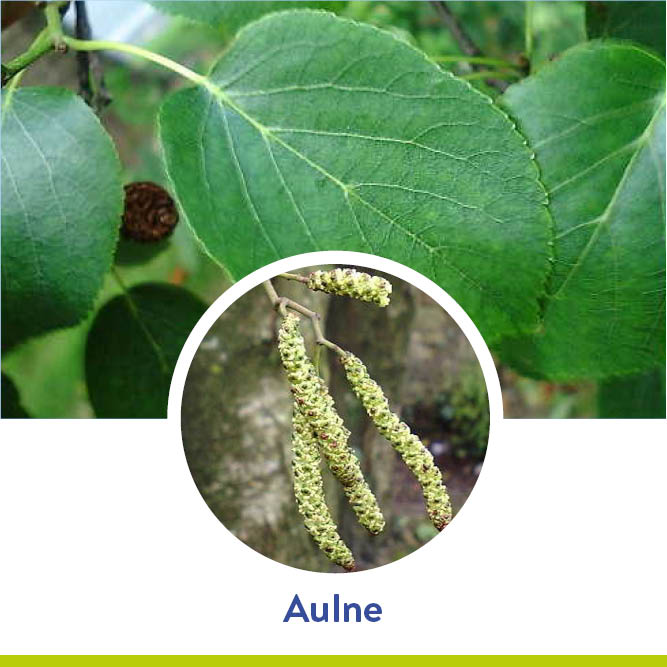 pollens_aulne