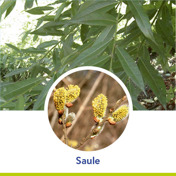 pollens_saule