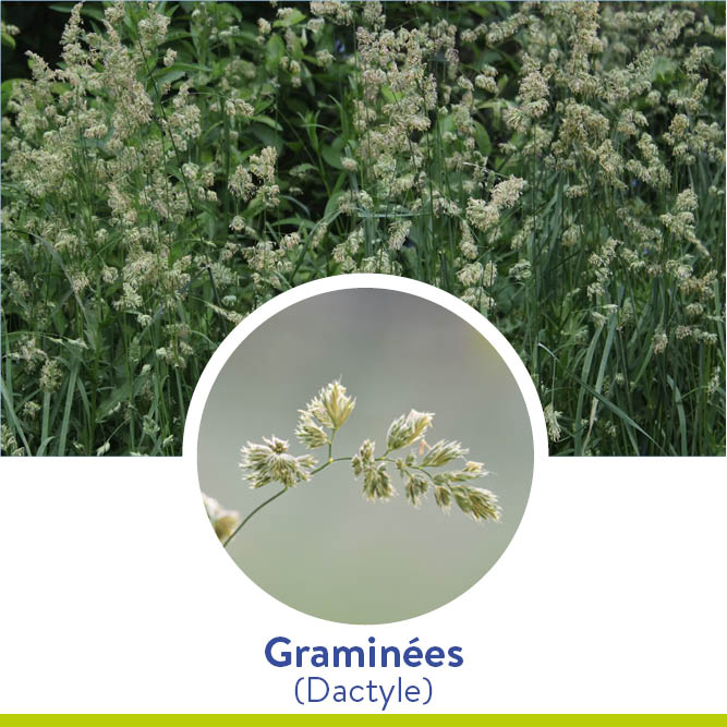 graminees_dactyle_id