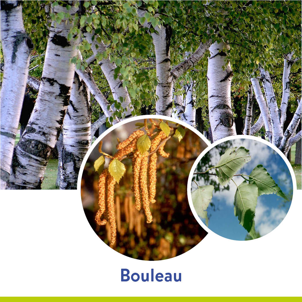 pollens_bouleau