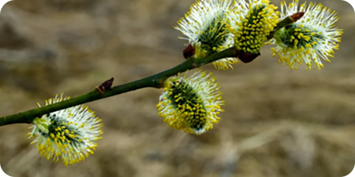 offre_rse_pollens_acculturation_photo