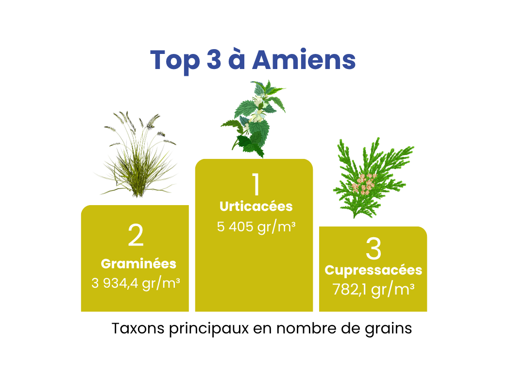 Top 3 à Amiens des taxons principaux en nombre de grains