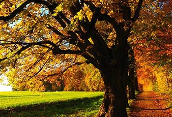 arbre_automne