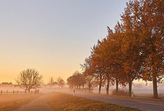 campagne_hiver_arbres