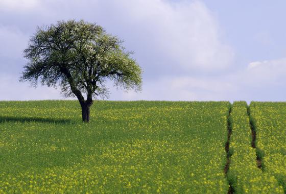 arbre_champ_printemps_fotolia