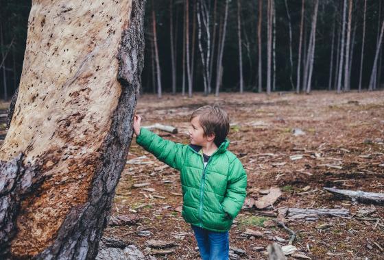enfant_arbres_forêt_tronc_unsplash