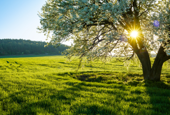 Paysage campagne champs printemps