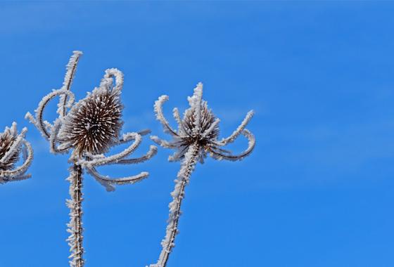 chardon_hiver1_Andreas_Pixabay_800_450