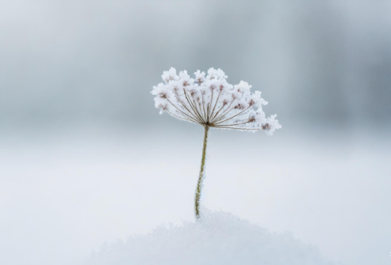 Fleur enneigée dans un paysage hivernal 