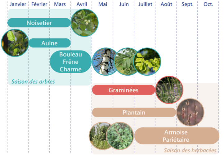 Calendrier pollinique HdF