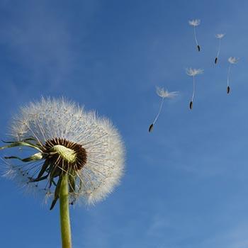 pissenlit_pollen