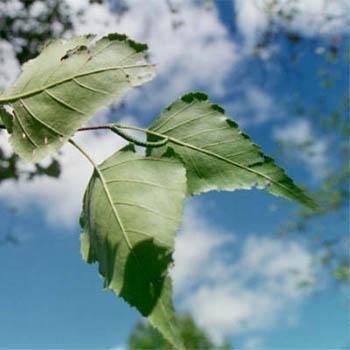 feuilles_printemps