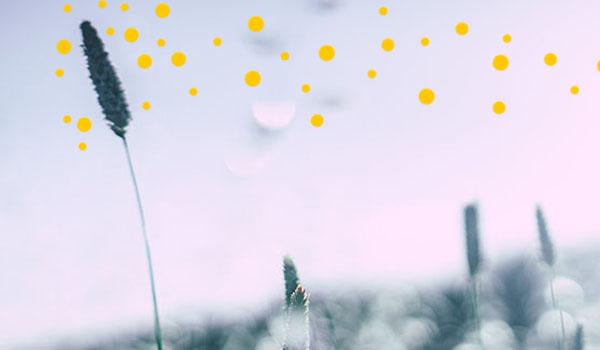 graminees_pollens_banner