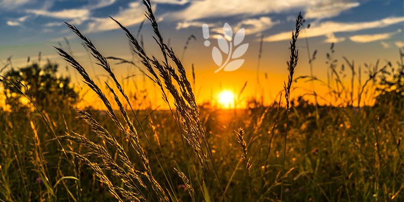 pollens_graminees_banner_pixabay
