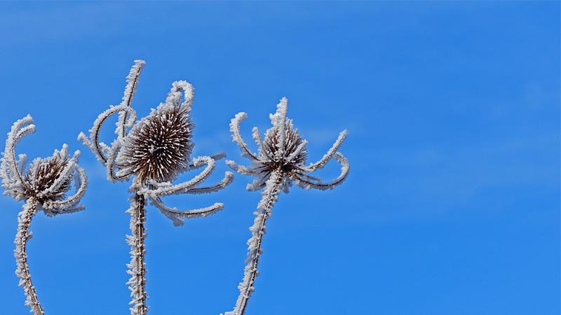 chardon_hiver1_Andreas_Pixabay_800_450