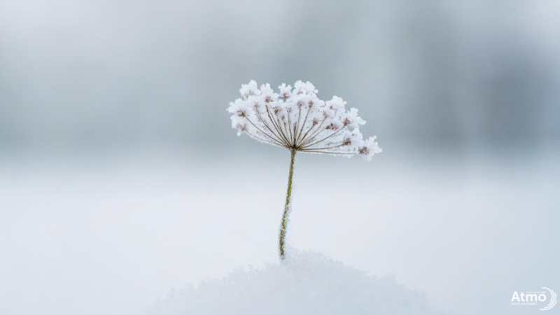 Fleur enneigée dans un paysage hivernal 