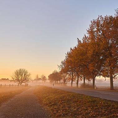 campagne_hiver_arbres