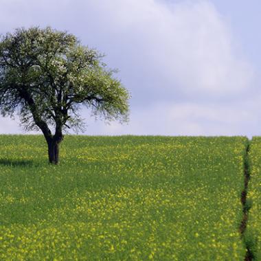 arbre_champ_printemps_fotolia