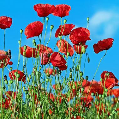 coquelicots_1195798_pixabay