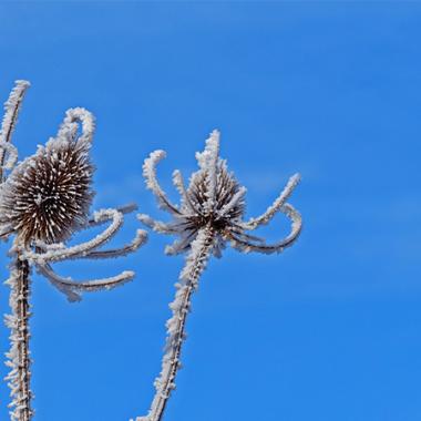 chardon_hiver1_Andreas_Pixabay_800_450