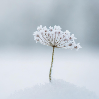 Fleur enneigée dans un paysage hivernal 